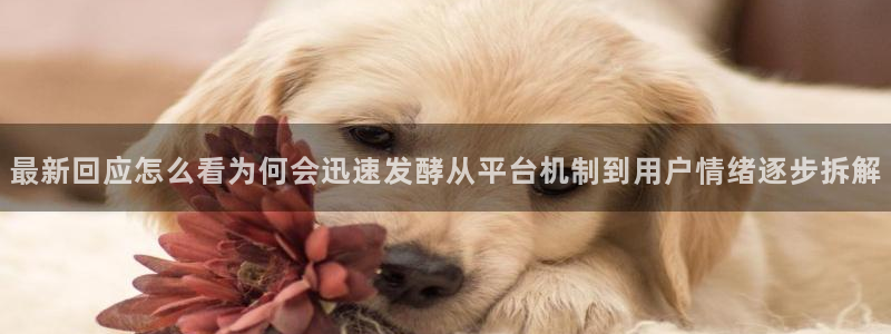 黑料爆料网站大全：最新回应怎么看为何会迅速发酵从平台机制到用户情绪逐步拆解